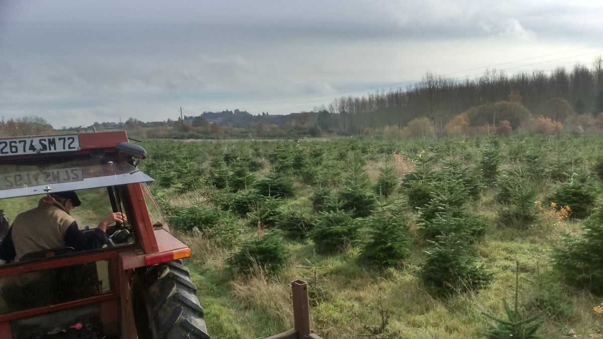 le champ de sapins