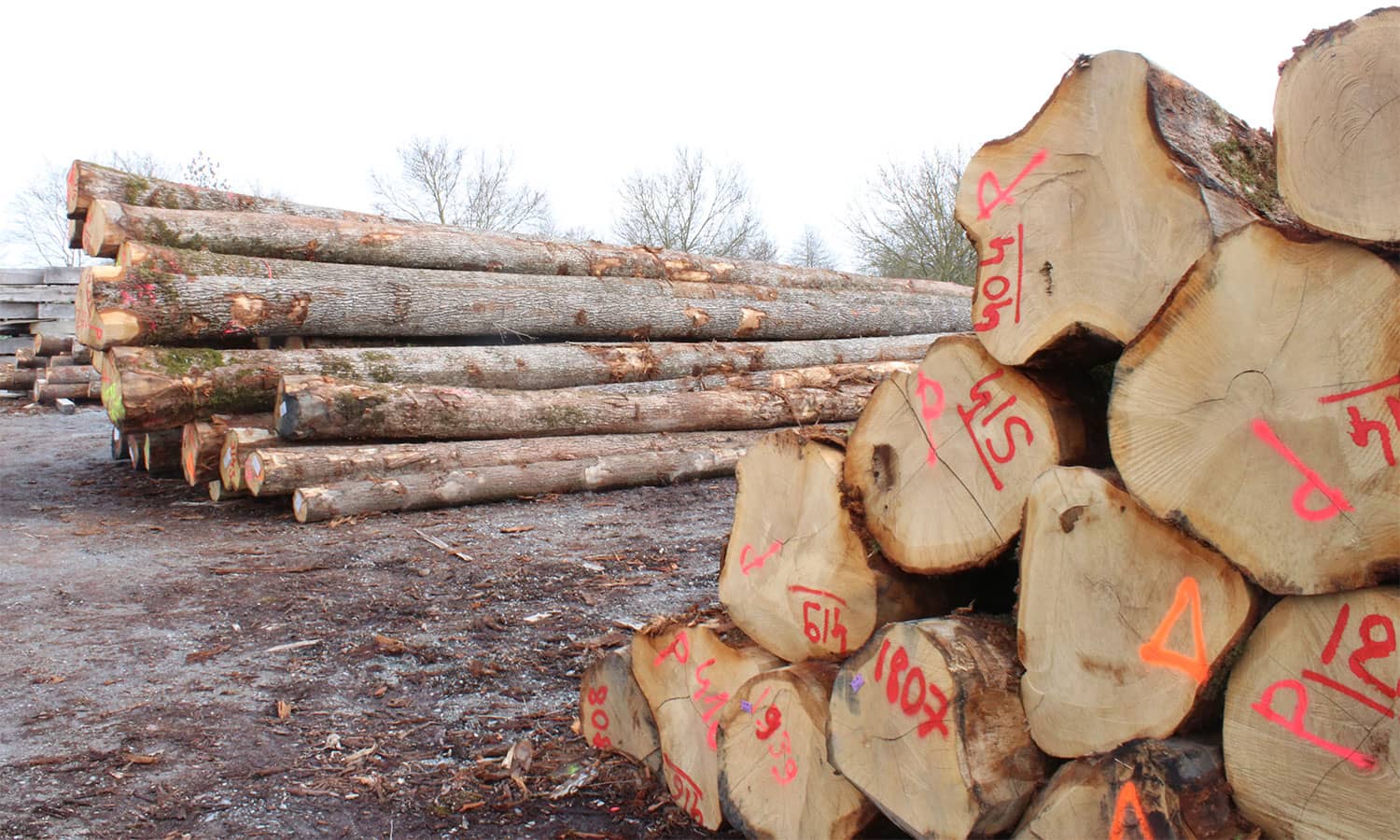 selection-bois-forêt